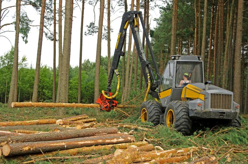 Forestry Clearing in Katy, TX