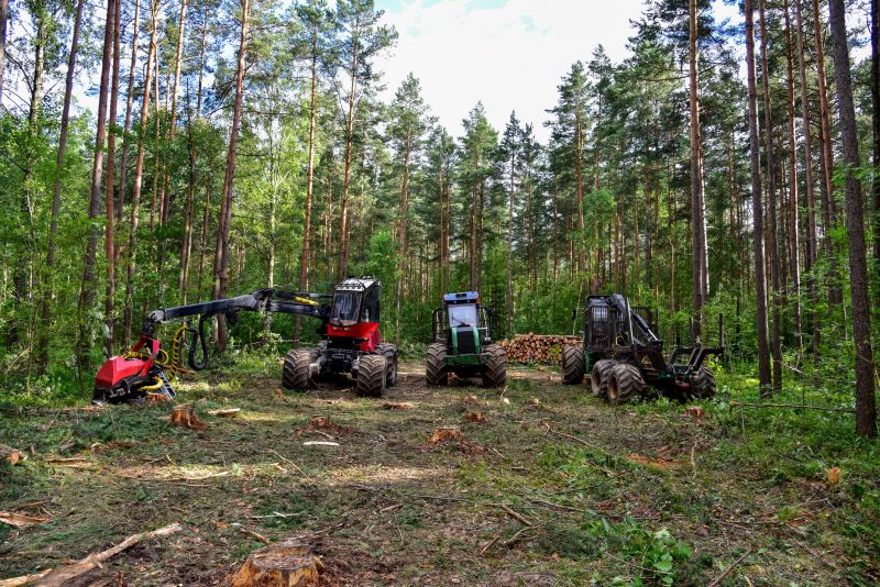 Pine Tree Clearing in Katy, TX