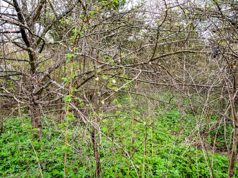 Undergrowth Removal in Houston, TX